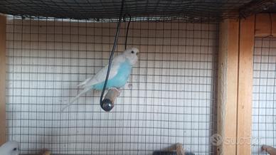 Cocorita