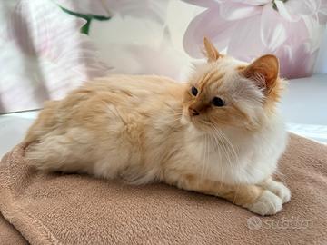Gatto maschio sterilizzato birmano