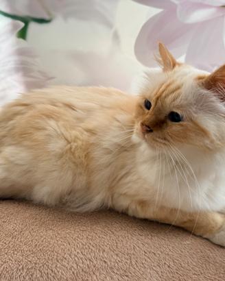 Gatto maschio sterilizzato birmano