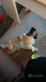 Accoppiamento chihuahua