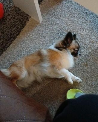 Accoppiamento chihuahua