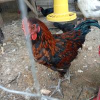 Galletto Incrociato Marans