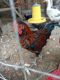 Galletto Incrociato Marans