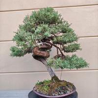 Bonsai ginepro 