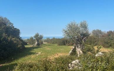 Terreni rustici
