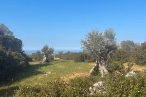 Terreni rustici