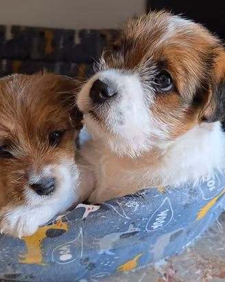 Jack Russell Terrier pedigree ENCI - broken/ruvidi