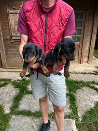 Cucciole di Bassotto Nano