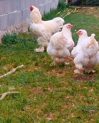 Trio brahma bianco