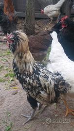 Gallo padovana ciuffata