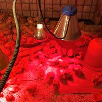 Pulcini di Galline ovaiole