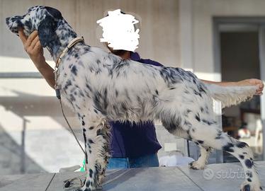 Cucciolone setter inglese