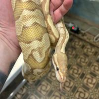 Pitone reale banana mojave