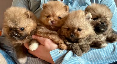 Volpino di Pomerania