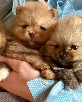 Volpino di Pomerania