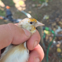 Cardellini mayor 2025 Taranto