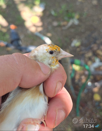 Cardellini mayor 2025 Taranto