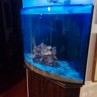 acquario marino angolare