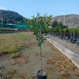 mandarino tardivo su arancio amaro 