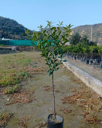mandarino tardivo su arancio amaro 