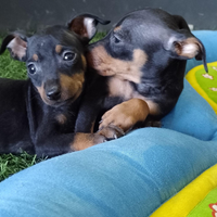 Disponibili cuccioli di pinscher