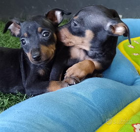 Disponibili cuccioli di pinscher