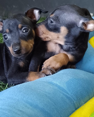 Disponibili cuccioli di pinscher