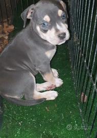 Pitbull tricolor