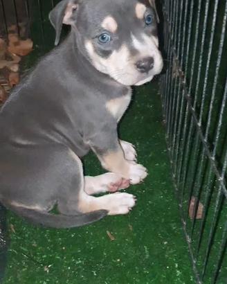 Pitbull tricolor
