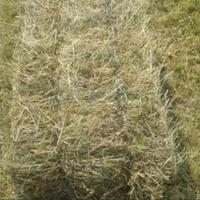 FIENO  PER CONIGLI BALLETTE BIO POLIFITA1/ 2 TAGL.