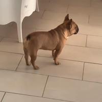 Stallone Hermes enci