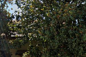 Villa singola con terreno edificabile