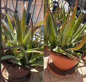 Lotto aloe vera piante grasse