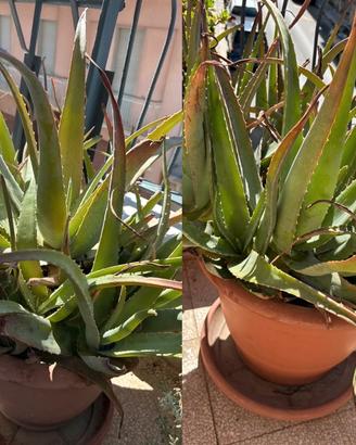 Lotto aloe vera piante grasse