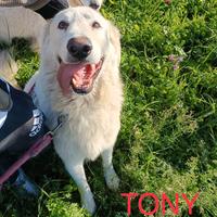 Titty e Tony: un concentrato di amore e simpatia