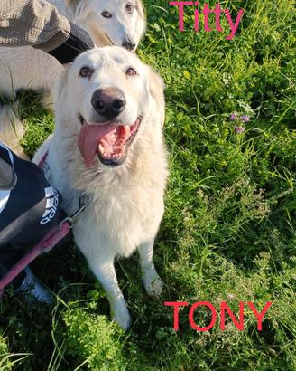 Titty e Tony: un concentrato di amore e simpatia