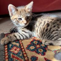 Cuccioli di Gatto Bengala Europeo