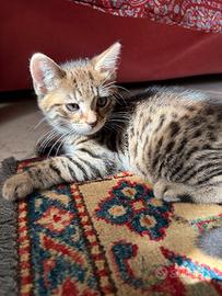 Cuccioli di Gatto Bengala Europeo