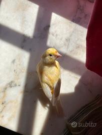 Animali