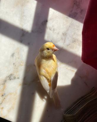 Animali