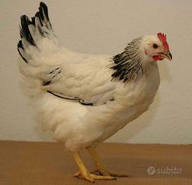 GALLINE OVAIOLE SUSSEX, livornesi e