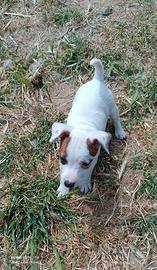 Cuccioli di jack Russell