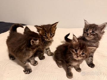 Cuccioli di Maine Coon