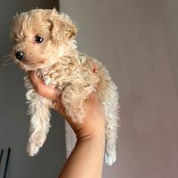 Barboncini e maltipoo toy e minitoy