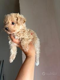 Barboncini e maltipoo toy e minitoy