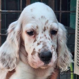 cuccioli setter inglese 