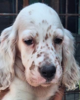 cuccioli setter inglese 