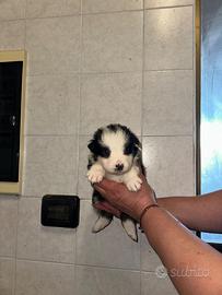 Pastore australiano shepherd pedigree enci