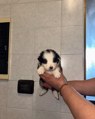 Pastore australiano shepherd pedigree enci