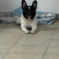 Ettore bulldog francese di 3 anni per monta